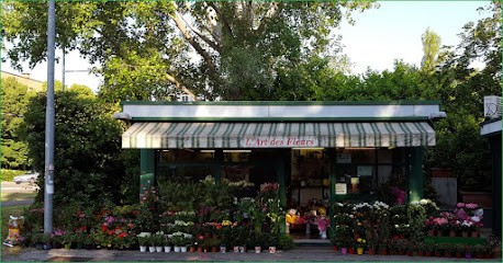 L'Art des Fleurs - Dricla di Chahid My Driss, Fiorista a Bologna