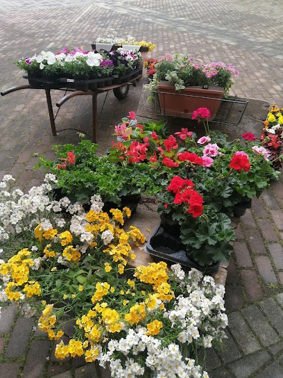 FiorDiLeone, Fiorista a Longare