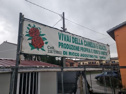 Vivai della camelia e azalea, Fiorista a Porcari