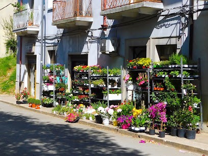 Trelicio Flora | Piante E Fiori, Fiorista a Vico del Gargano