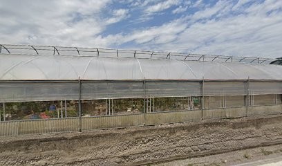 La Natura E I Suoi Colori Di Francesco Mansi, Fiorista a Castel San Giorgio