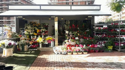 Fiori E Piante Shiva, Fiorista a Roma