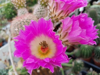 Corvino Floricoltura S.S., Fiorista a Mestrino